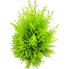 Fintarla Lemon Cypress Limoni Servi Altın Gerçek Çam 30-40 cm