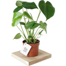 Fintarla Monstera Deliciosa Deve Tabanı Sağlıklı Form Ev Ofis Salon Bitkisi 45-50 cm