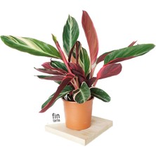 Fintarla Calathea Triostar (Dua Çiçeği) 30-35 cm Ev Ofis Salon Bitkisi