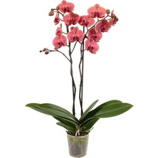 Fintarla Phalaenopsis Asian Coral Ithal Çift Dallı Mercan Orkide 60-80CM Ev Ofis Bitkisi