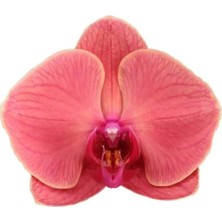 Fintarla Phalaenopsis Asian Coral Ithal Çift Dallı Mercan Orkide 60-80CM Ev Ofis Bitkisi