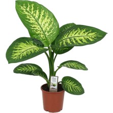 Fintarla Difenbahya Bitkisi Dieffenbachia Tropic Snow Ev Ofis Salon Bitkisi 40-50 cm