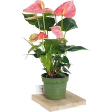 Fintarla Anthurium Andraeanum Pembe Antoryum 35-40 cm  Ev Ofis Salon Bitkisi