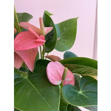 Fintarla Anthurium Andraeanum Pembe Antoryum 35-40 cm  Ev Ofis Salon Bitkisi