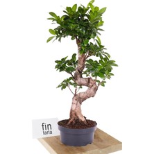 Fintarla S-Form Gövde Bonsai Ağacı 50-60 cm (Ficus Microcarpa Ginseng)