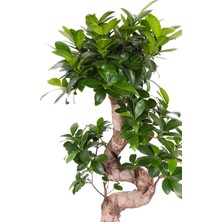 Fintarla S-Form Gövde Bonsai Ağacı 50-60 cm (Ficus Microcarpa Ginseng)