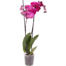 Fintarla Phalaenopsis Purple Mor Orkide Çiçeği 60-80 cm 2 Dallı