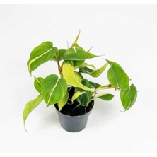 Fintarla Kalp Yapraklı Salon Sarmaşığı Alacalı-  Pothos Philodendron Scandens Brasil Salon Bitkisi