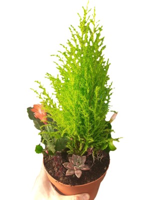 Fintarla New Year Gift Hediyelik Yeni Yıl Çam Aranjmanı