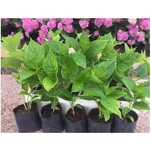 Mavi Ortanca Fidanı Fidesi 10 - 30 cm Hydrangea Macrophylla