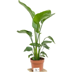 Strelitzia Nicolai - Starliçe Cennet Kuşu Bitkisi 80-100 cm  Salon Bitkisi 2 (Iki Gövdeli)
