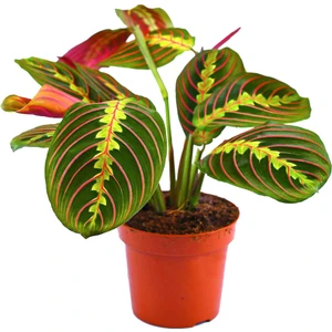 Maranta Leuconeura Fascinator Dua Çiçeği Ezan Çiçeği Ev Ofis Salon Iç Mekan Bitkisi 30-40 cm