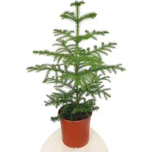 Gerçek Yılbaşı Ağacı Arokarya Araucaria 60-70 cm Ev Bitkisi Ofis Bitkisi Salon Çamı