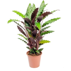Calathea Rufibarba Wavestar Kalatya Dua Çiçeği Kaladya Ev Ofis Salon Iç Mekan Bitkisi - Büyük Boy