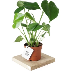Monstera Deliciosa Deve Tabanı Sağlıklı Form Ev Ofis Salon Bitkisi 45-50 cm