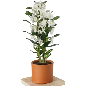 Canlı Beyaz Çiçekli Dendrobium Bambu Orkide Dekoratif Salon Çiçeği
