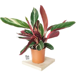Calathea Triostar (Dua Çiçeği) 30-35 cm Ev Ofis Salon Bitkisi