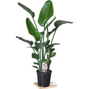 Strelitzia Nicolai - Starliçe Cennet Kuşu Bitkisi 80-100 cm  Salon Bitkisi 3 (Üç Gövdeli)