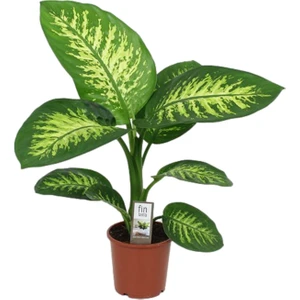 Difenbahya Bitkisi Dieffenbachia Tropic Snow Ev Ofis Salon Bitkisi 40-50 cm
