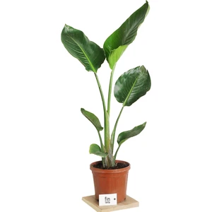 Strelitzia Nicolai - Starliçe Cennet Kuşu Bitkisi 80-100 cm  Salon Bitkisi