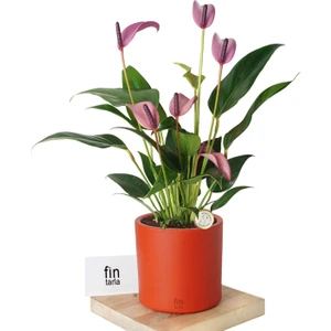 Anthurium Andraeanum Lila Antoryum 35-40 cm  Ev Ofis Salon Bitkisi