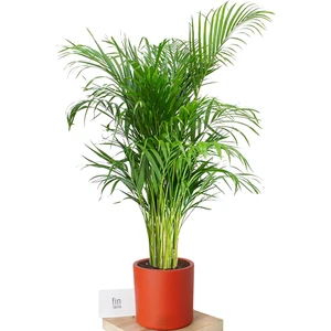 Areca Palm Dolgun Form Areka Palmiyesi Ev Ofis Salon Bitkisi 90-100 cm