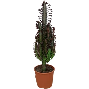 Büyük Boy Kaktüs Euphorbia Trigona Kırmızı Renk Afrika Süt Ağacı - Salon Bitkisi