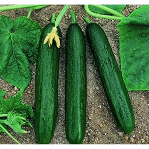 Ev Ve Bahçe Doğal Kokulu Beith Alpha Salatalık Tohumu (20 Tohum)