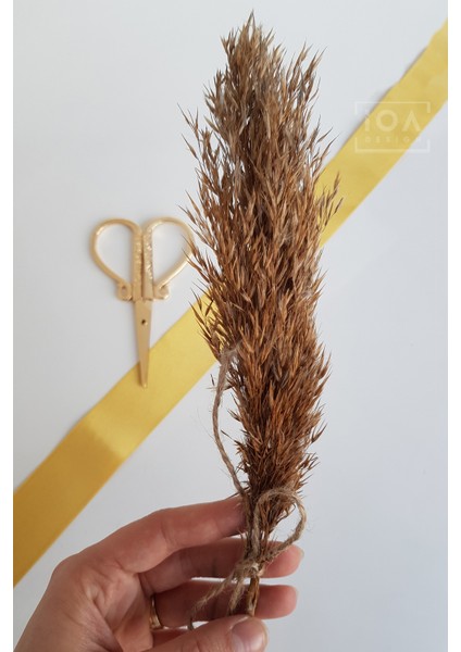Söz / Nişan Makası Altın Renk + Doğal Pampas Kuru Çiçek fırsatları