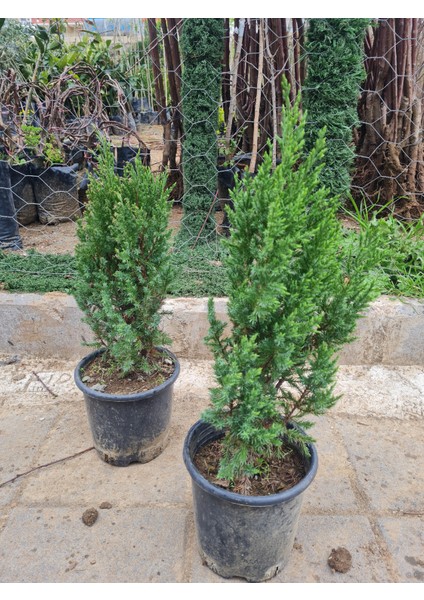Saksılı Roket Ardıç Çam Fidanı 2 Yaş ( Juniperus Virginiana )