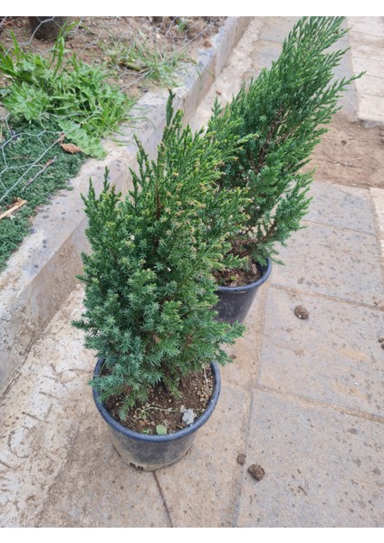 Saksılı Roket Ardıç Çam Fidanı 2 Yaş ( Juniperus Virginiana )