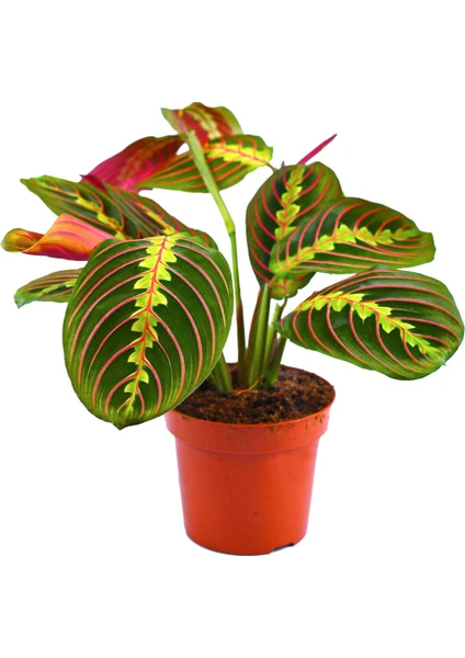 Maranta Leuconeura Fascinator Dua Çiçeği Ezan Çiçeği Ev Ofis Salon Iç Mekan Bitkisi 30-40 cm