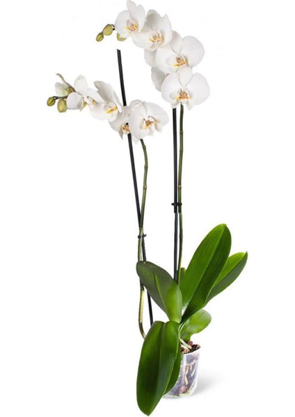 Phalaenopsis White Çift Dallı Beyaz Orkide Dekoratif Salon Bitkisi