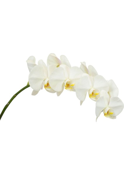 Phalaenopsis White Çift Dallı Beyaz Orkide Dekoratif Salon Bitkisi fiyatları