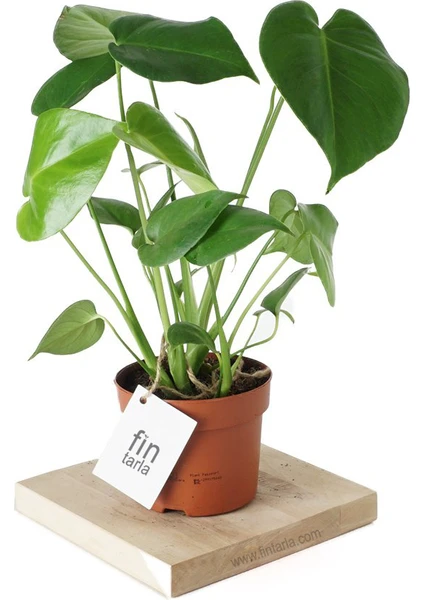 Monstera Deliciosa Deve Tabanı Sağlıklı Form Ev Ofis Salon Bitkisi 45-50 cm