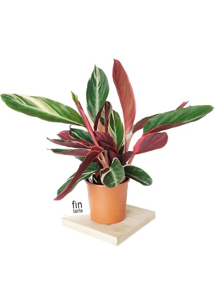 Calathea Triostar (Dua Çiçeği) 30-35 cm Ev Ofis Salon Bitkisi