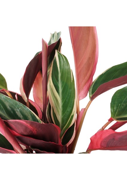 Calathea Triostar (Dua Çiçeği) 30-35 cm Ev Ofis Salon Bitkisi