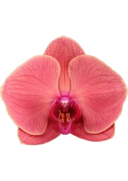 Phalaenopsis Asian Coral Ithal Çift Dallı Mercan Orkide 60-80CM Ev Ofis Bitkisi