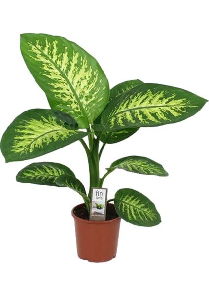 Difenbahya Bitkisi Dieffenbachia Tropic Snow Ev Ofis Salon Bitkisi 40-50 cm