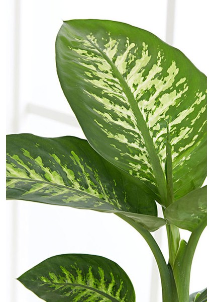 Difenbahya Bitkisi Dieffenbachia Tropic Snow Ev Ofis Salon Bitkisi 40-50 cm