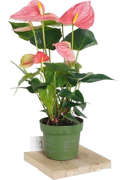 Anthurium Andraeanum Pembe Antoryum 35-40 cm Ev Ofis Salon Bitkisi