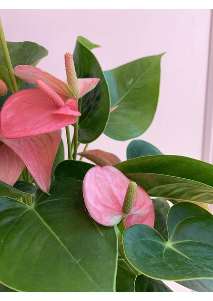 Anthurium Andraeanum Pembe Antoryum 35-40 cm Ev Ofis Salon Bitkisi