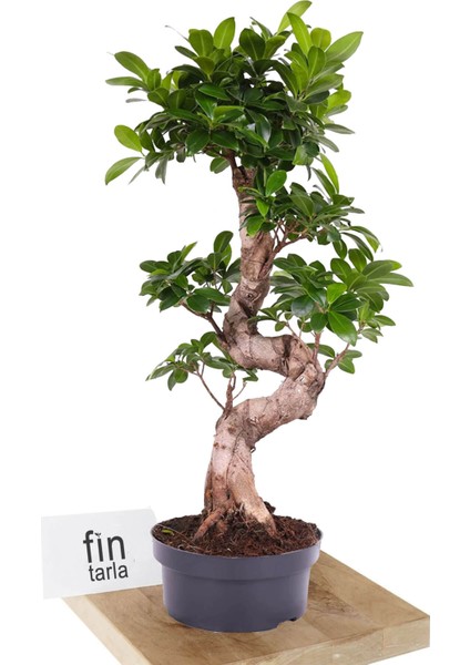 S-Form Gövde Bonsai Ağacı 50-60 cm (Ficus Microcarpa Ginseng)