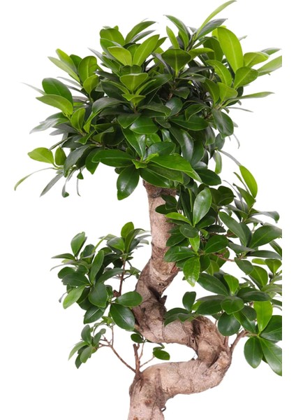 S-Form Gövde Bonsai Ağacı 50-60 cm (Ficus Microcarpa Ginseng)