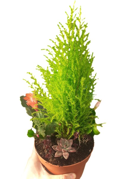 New Year Gift Hediyelik Yeni Yıl Çam Aranjmanı