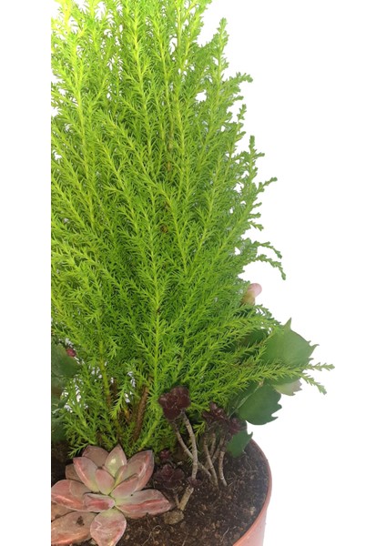 New Year Gift Hediyelik Yeni Yıl Çam Aranjmanı fiyatları