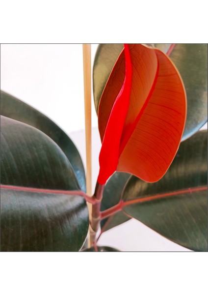 Kırmızı Alacalı Kauçuk - Red Ficus Elastica Dekoratif Salon Bitkisi