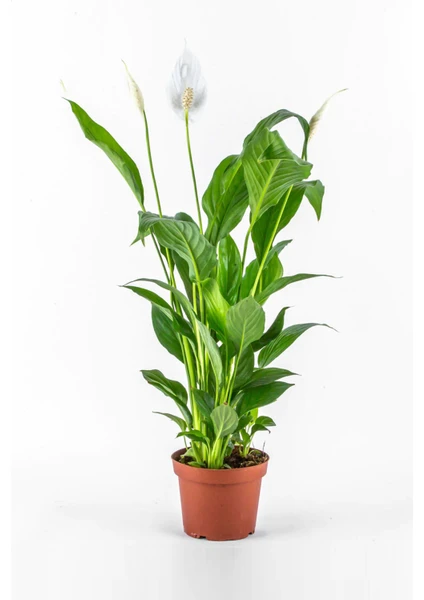 Spatifilyum Barış Çiçeği Spathiphyllum Bellini Beyaz Çiçekli Salon Bitkisi