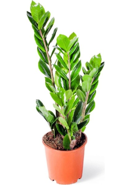 Zamioculcas Zamiifolia (Zeze Çiçeği) - Ev Ofis Salon Iç Mekan Bitkisi - 40 cm