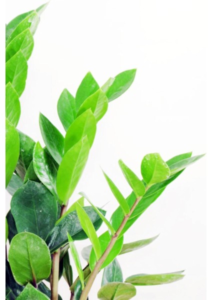 Zamioculcas Zamiifolia (Zeze Çiçeği) - Ev Ofis Salon Iç Mekan Bitkisi - 40 cm